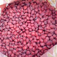 九江鄂西紅豆種子，九江花梨木，江西鄂西紅豆批發