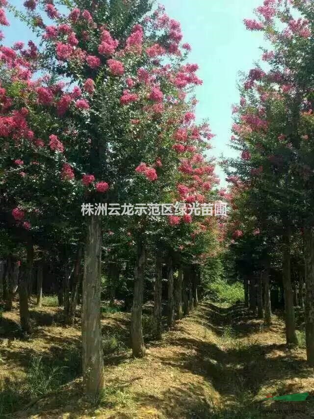 紫薇,紫薇小苗,紫薇苗,紫薇樁,湖南紫薇苗,叢生紫薇產(chǎn)地