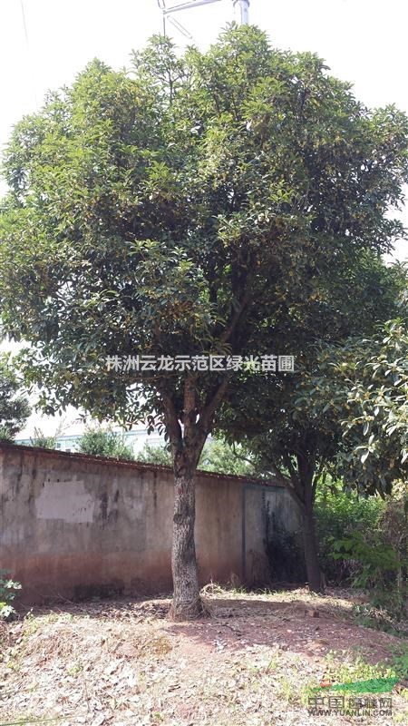 湖南桂花樹批發(fā),便宜桂花出售,湖南便宜桂花樹,30公分桂花