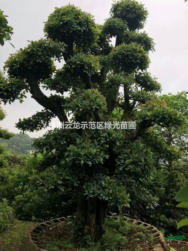 湖南造型欏木石楠,欏木石蘭造型,欏木石楠基地,欏木石楠盆景