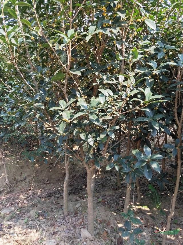  供應(yīng)安徽桂花，紫薇，香樟，廣玉蘭，烏桕，海桐球，紫葉李，大