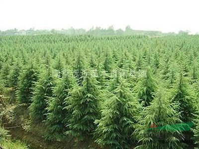南京雪松廣玉蘭蜀檜高桿女貞基地