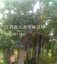 樸樹,江西樸樹種植基地,樸樹*新價格,樸樹規(guī)格*