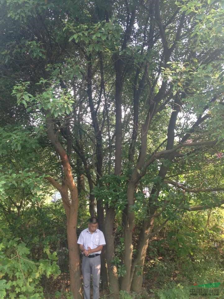 香樟