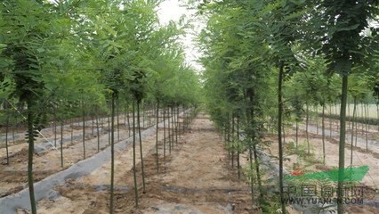 白蠟 國槐 紅葉李河南市場行情
