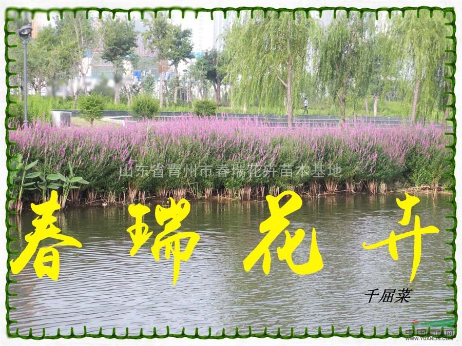 水生花卉千屈菜價(jià)格基地批發(fā)，山東千屈菜價(jià)格，青州千屈菜專(zhuān)供