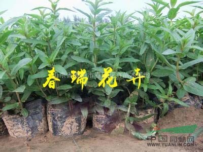 水生花卉千屈菜價(jià)格基地批發(fā)，山東千屈菜價(jià)格，青州千屈菜專(zhuān)供