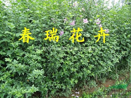 木槿树山东潍坊青州货源基地直供价格低，质量优，成活率高包检疫