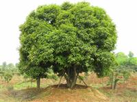 南京直銷桂花樹價(jià)格報(bào)價(jià)