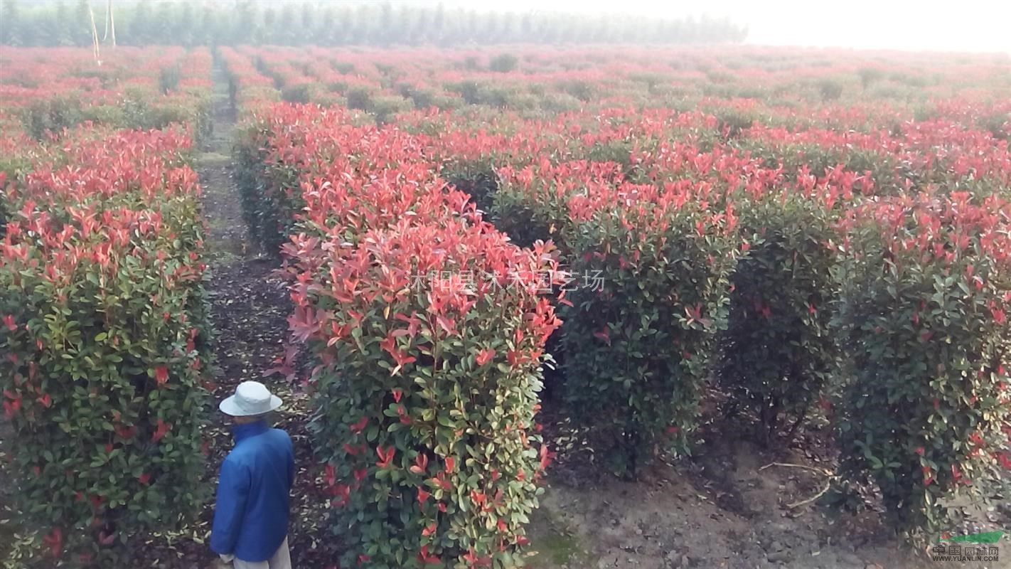 紅葉石楠柱