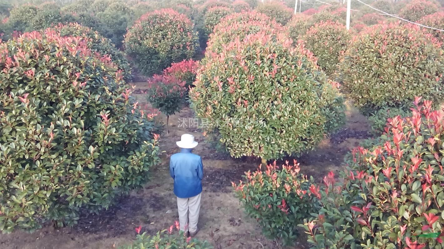 紅葉石楠精品大球