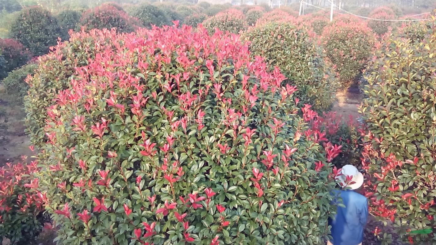 紅葉石楠精品大球
