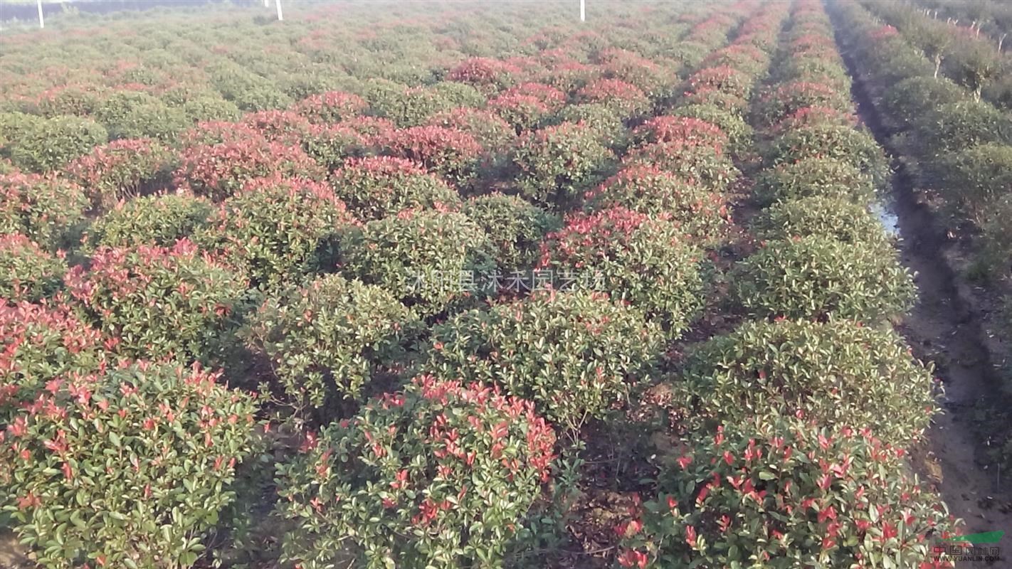 紅葉石楠精品球