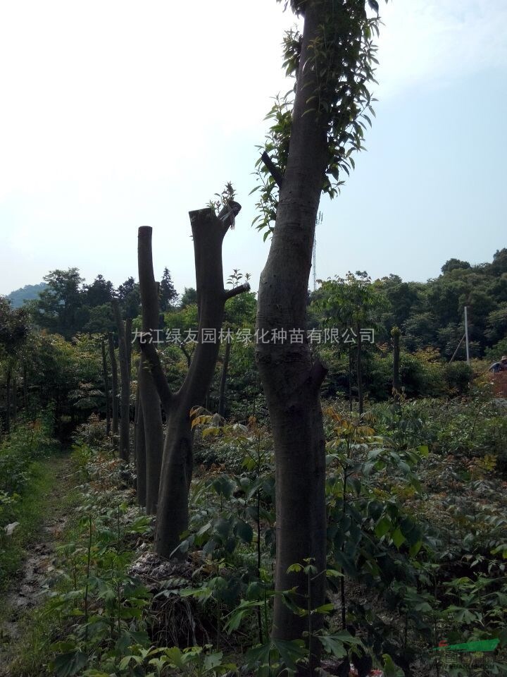 供應”紅果冬青“苗木//樹型優(yōu)良、規(guī)格齊全、價格低廉歡迎選購