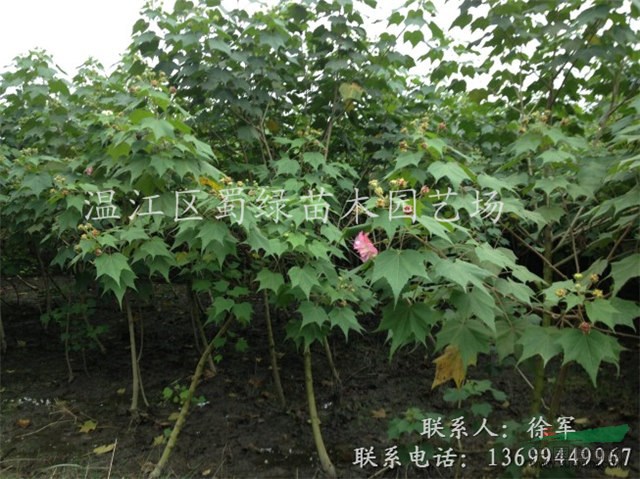 優(yōu)質(zhì)成都木芙蓉5公分，四川木芙蓉基地，成都木芙蓉苗圃