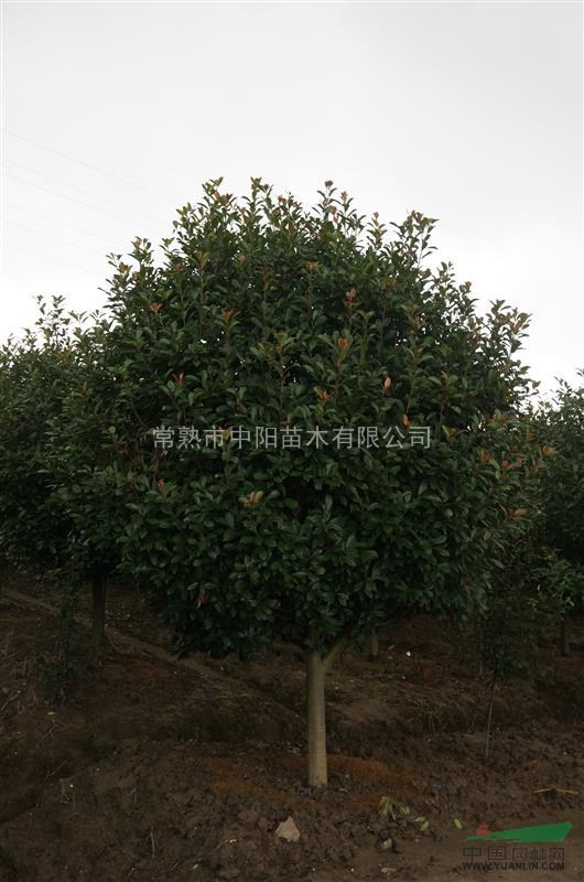 供應(yīng)高桿紅葉石楠樹