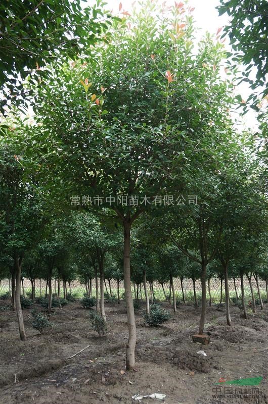 供應(yīng)高桿紅葉石楠樹