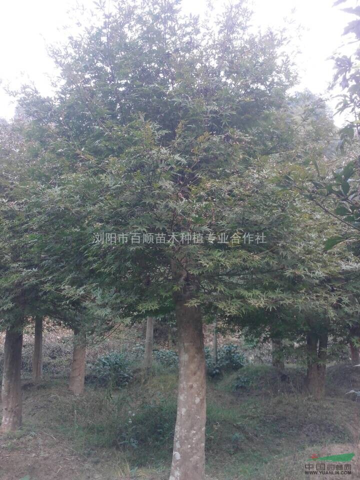 湖南紅楓，湖南紅楓價(jià)格