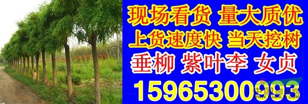 14公分白蠟最新價(jià)格