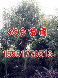 楓香價(jià)格/2014楓香樹價(jià)格供應(yīng)信息