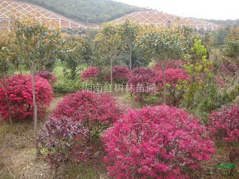 紅繼木球、紅花繼木球、湖南紅花繼木球、各規(guī)格紅繼木球