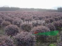 紅繼木球、紅花繼木球、湖南紅花繼木球、各規(guī)格紅繼木球