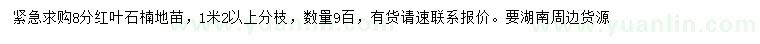 求購8公分紅葉石楠