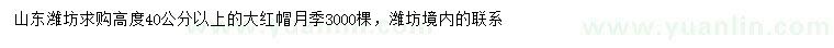 求購高40公分以上大紅帽月季