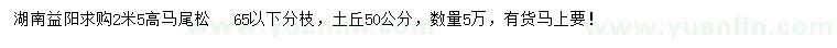 求購(gòu)高2.5米馬尾松