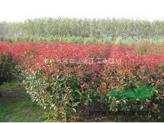 大量供應(yīng)1--2公分高桿紅葉石楠  