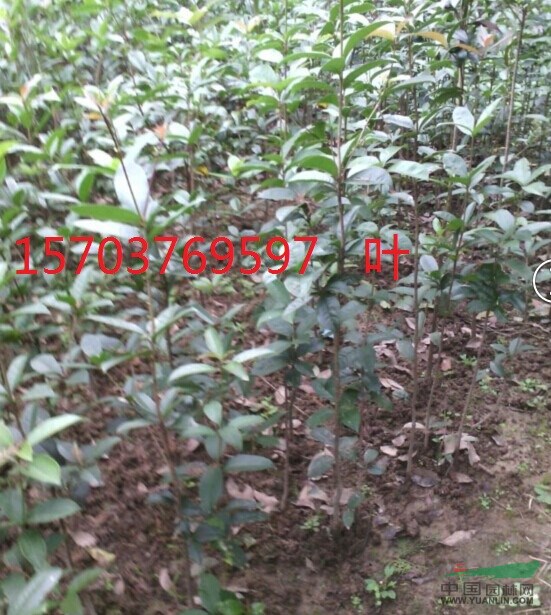 大桂花，河南桂花，桂花苗，精品桂花，河南大桂花，