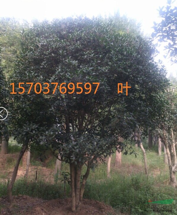 大桂花，河南桂花，桂花苗，精品桂花，河南大桂花，