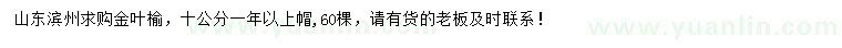 求購10公分金葉榆