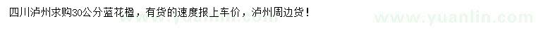 求購30公分藍花楹