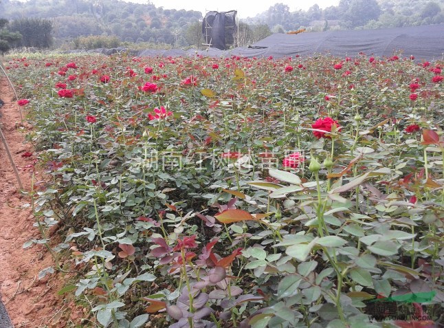 月季、月季花、湖南月季、月季價格、月季花基地