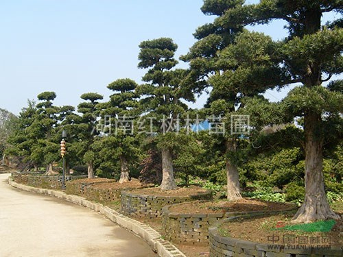 湖南造型羅漢松基地，羅漢松供應(yīng)，造型羅漢松圖片