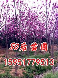 7公分8公分紅玉蘭價(jià)格報(bào)價(jià)多少錢一棵？