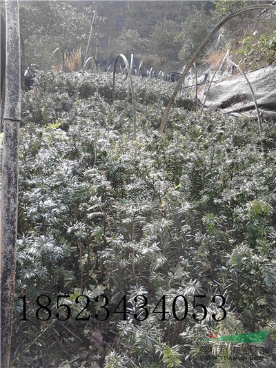 紅豆杉小苗，曼地亞紅豆杉苗，紅豆杉價(jià)格