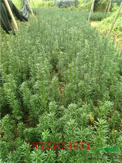 紅豆杉小苗，曼地亞紅豆杉苗，紅豆杉價(jià)格