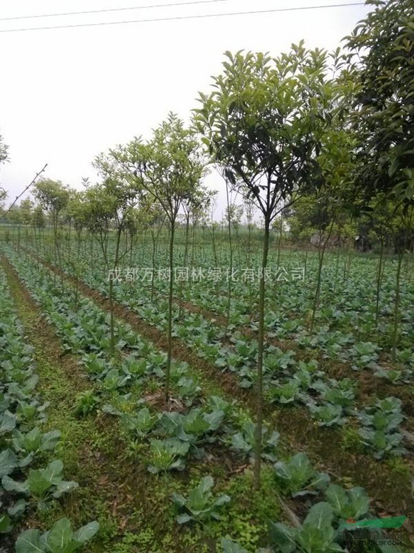 供應(yīng)桂花 成都桂花 桂花價(jià)格 桂花小苗 桂花小苗照片