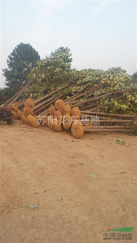 江蘇雜交馬褂木\鵝掌楸銷售