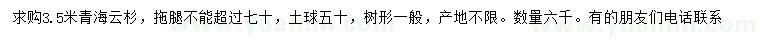 求購高3.5米青海云杉