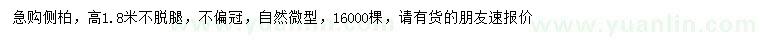 求購高1.8米側柏