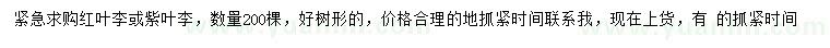 求購15公分紅葉李、紫葉李