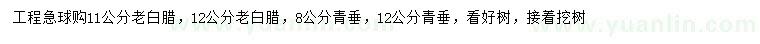 求購11、12公分老白蠟、8、12公分青皮垂柳