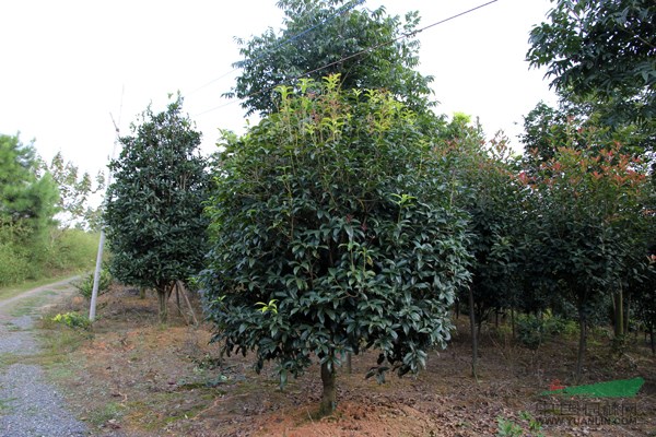 桂花（地徑2～15公分，冠幅4米以內(nèi)，數(shù)量約12萬株）