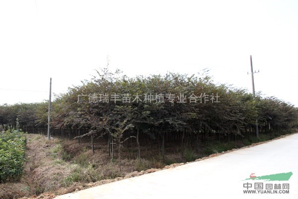 安徽紅櫸（地徑2～8公分，數(shù)量約6萬株）供應(yīng)