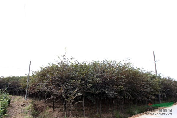 安徽紅櫸（地徑2～8公分，數(shù)量約6萬株）供應(yīng)