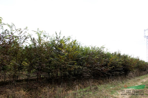 安徽廣德紅櫸基地，供應(yīng)各種規(guī)格的紅櫸