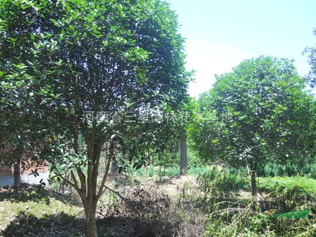 金桂,八月桂，潢川金桂種植基地,桂花規(guī)格齊全,桂花價(jià)格優(yōu)惠